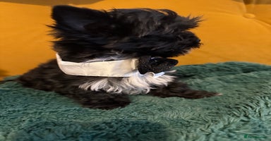 Yorkshire Terrier dogs - Advert 10