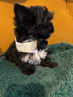 Yorkshire Terrier dogs - Advert 10