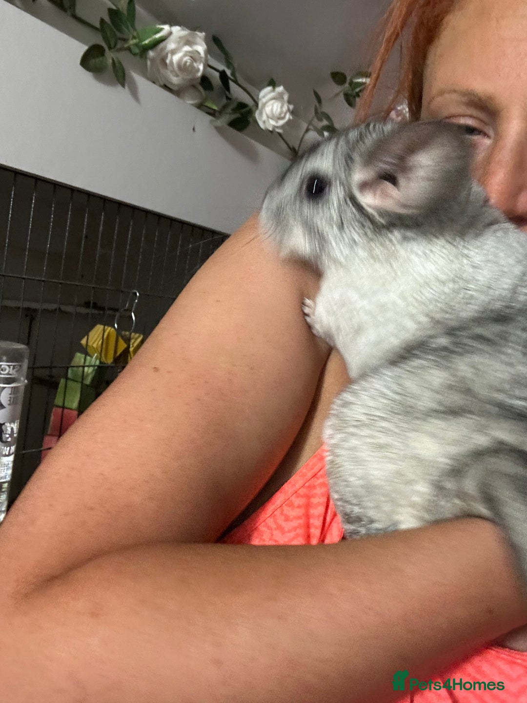 Chinchilla rodents for sale: Various chinchillas for sale  - Image 5