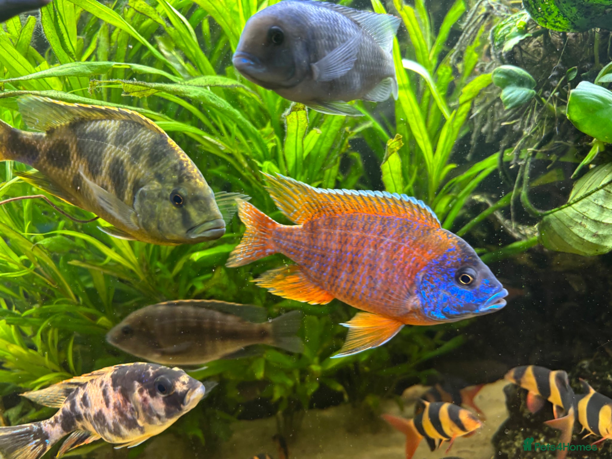 Cichlids fish Cichlids for sale - Advert 3