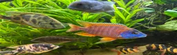 Cichlids fish for sale: Cichlids and clown loach for sale  in Ware - Advert 4