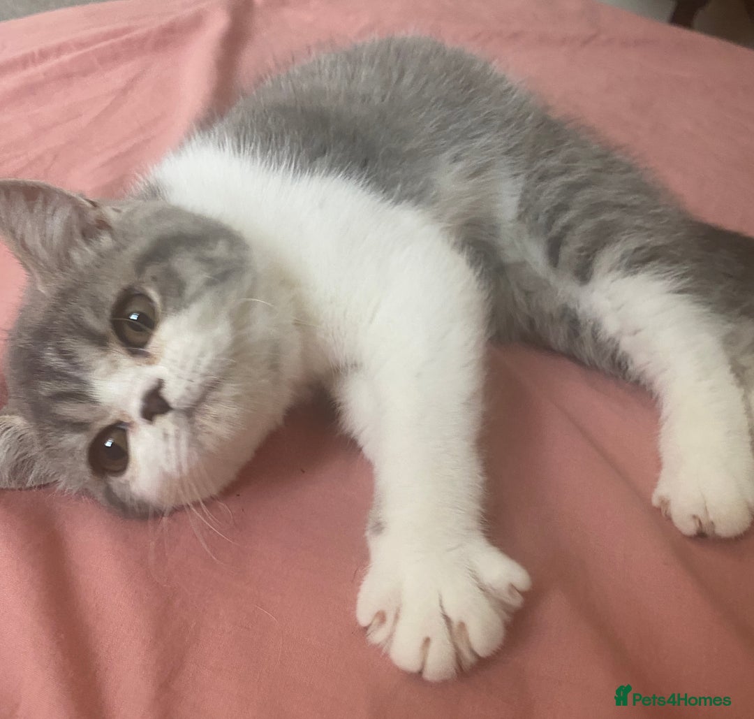 Exotic cats for sale: White & Grey Male Kitten Exotic Shorthair - Image 6
