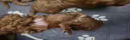 Cockapoo dogs for sale: F2 Cockapoo puppies in Jarrow - Advert 5