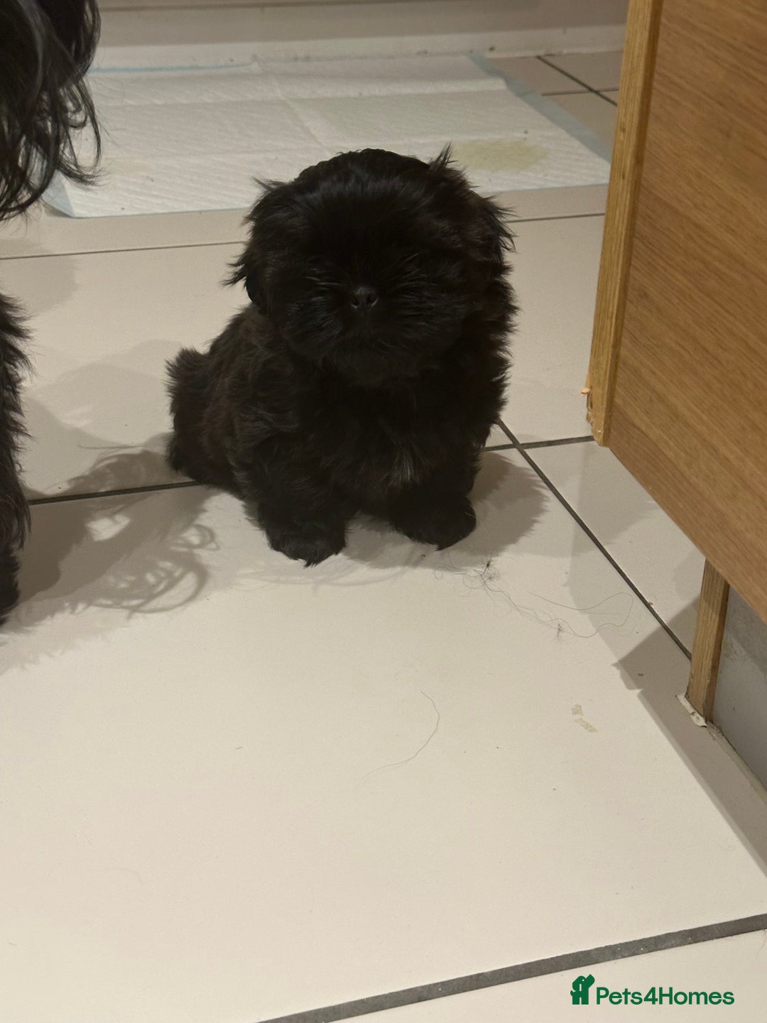 Shih Tzu dogs for sale: Shih Tzu puppies - Advert 3