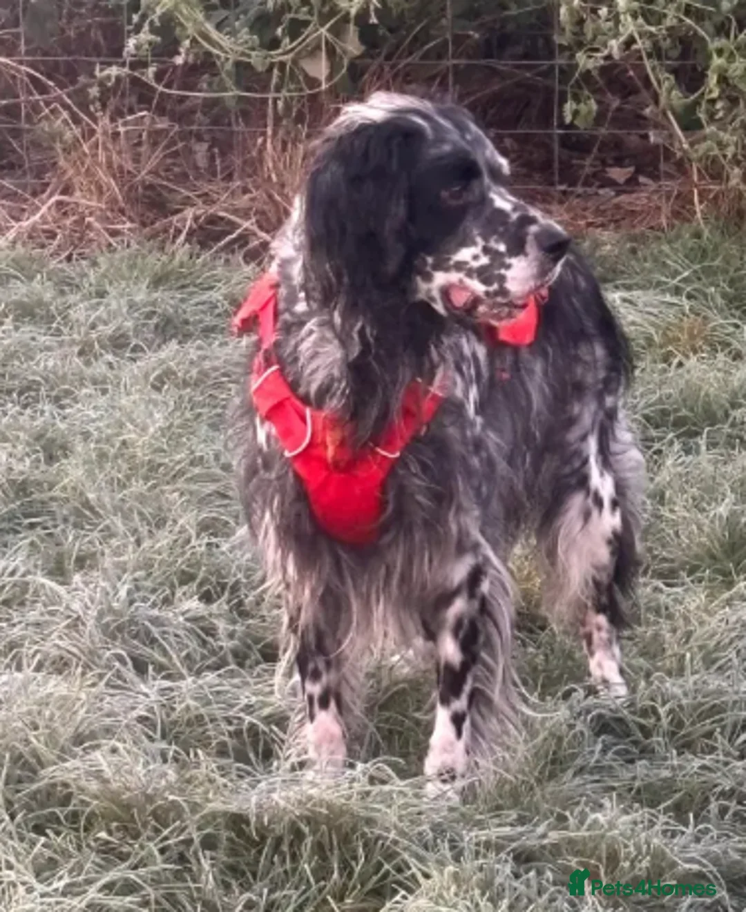 English Setter dogs for adoption: Evo   - Advert 4