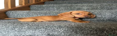 Miniature Dachshund 1