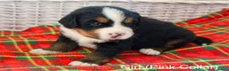 Bernese Mountain Dog dogs for sale: Beautiful Bernese Mountain Dog Puppies - Advert 3