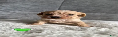 Cavapoo 3