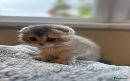 Scottish Fold cats for sale: Scottish Fold Boy - Image 5