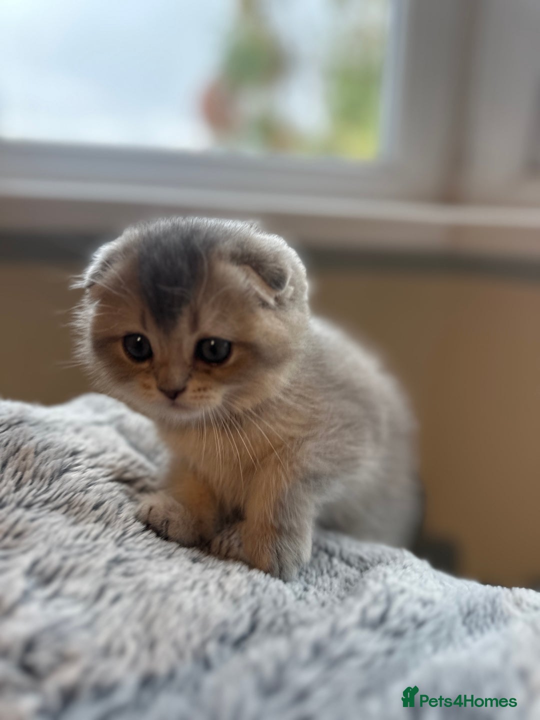 Scottish Fold cats for sale: Scottish Fold Boy - Image 5