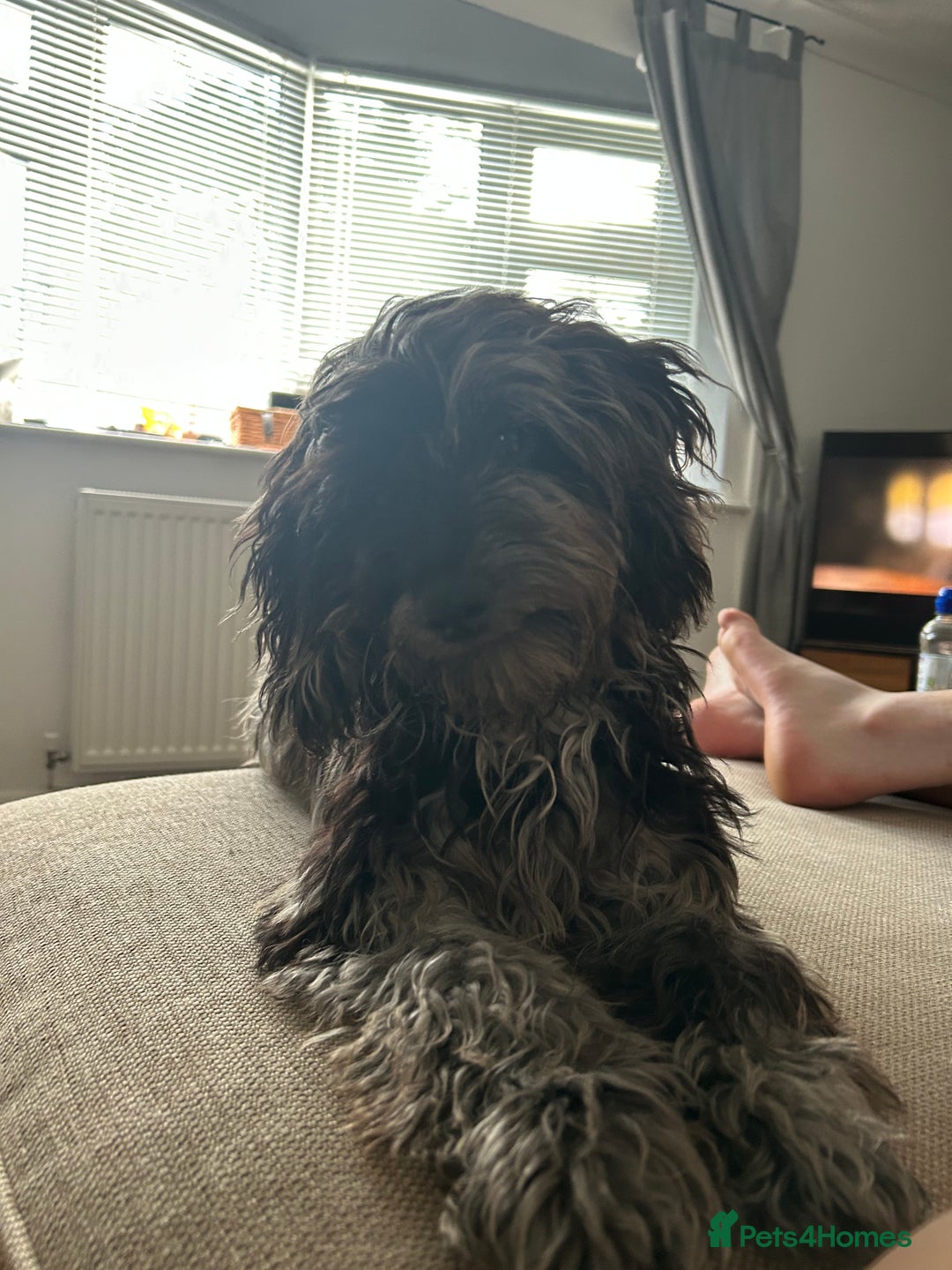 Cockapoo dogs for sale: Beautiful 6 month old girl  - Image 2