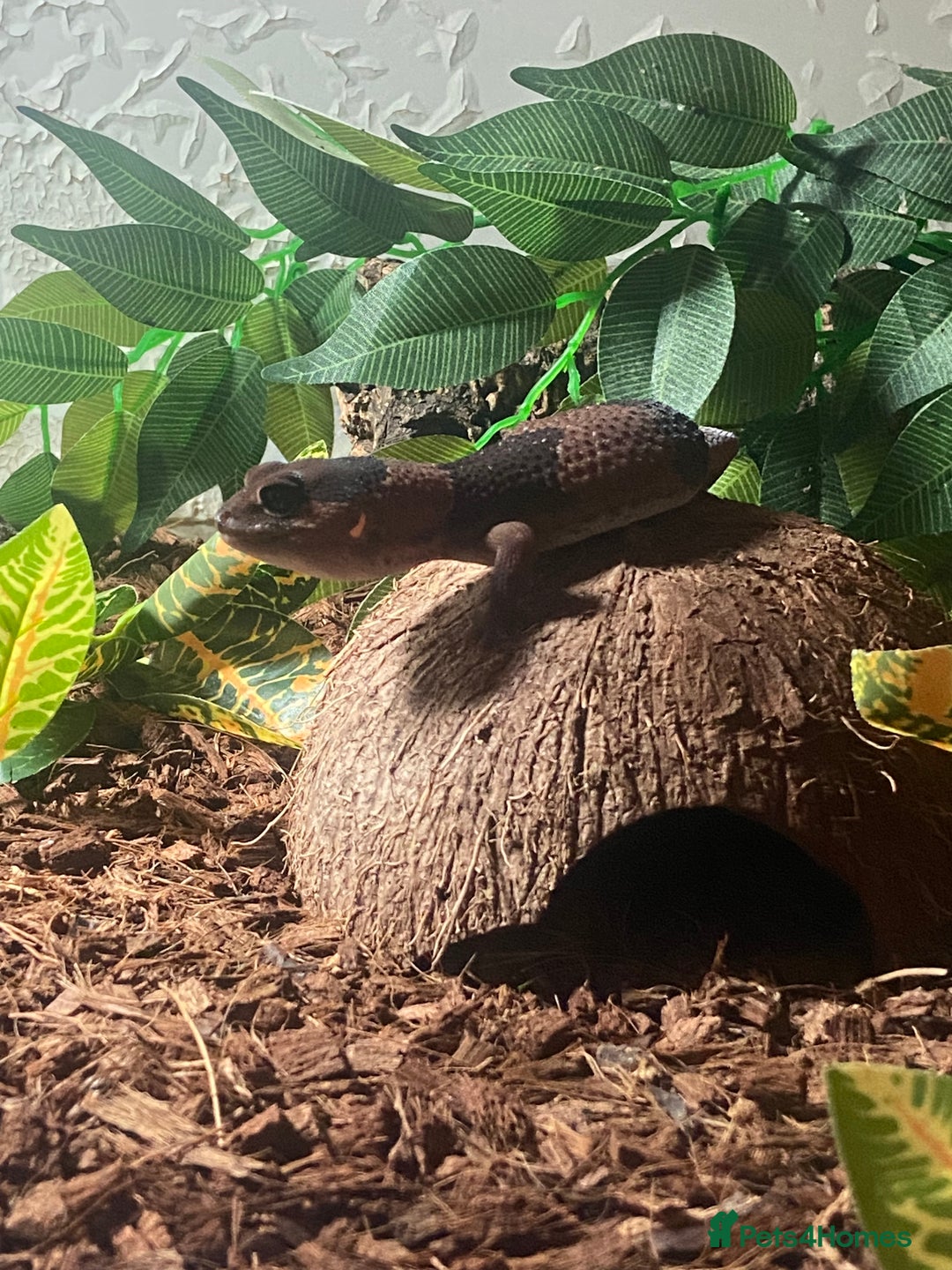 Lizard reptiles for sale: African fat tail gecko + full setup  - Advert 9