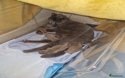 British Shorthair cats for sale: 2 gorgeous lilac British shorthair x2 males - Image 4