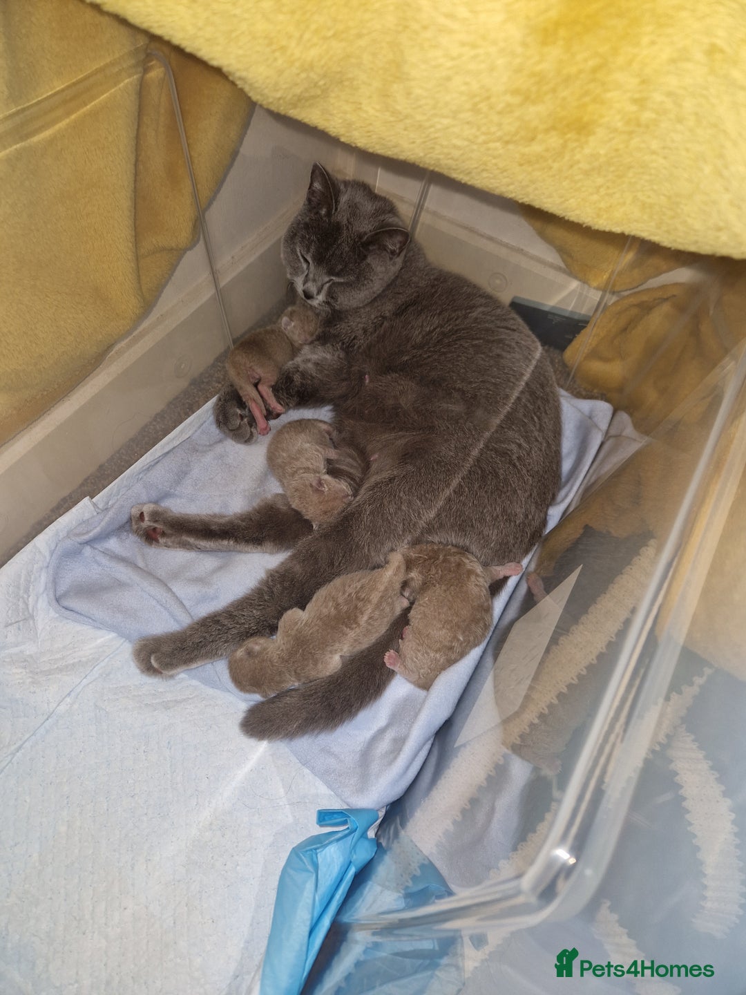 British Shorthair cats for sale: 2 gorgeous lilac British shorthair x2 males - Image 4
