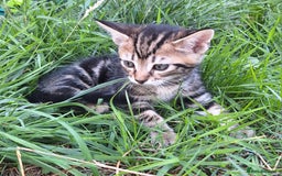 Mixed Breed cats for sale: Half Bengal kittens  - Image 6
