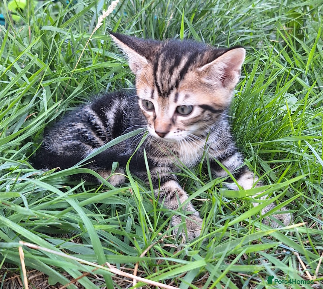 Mixed Breed cats for sale: Half Bengal kittens  - Image 6
