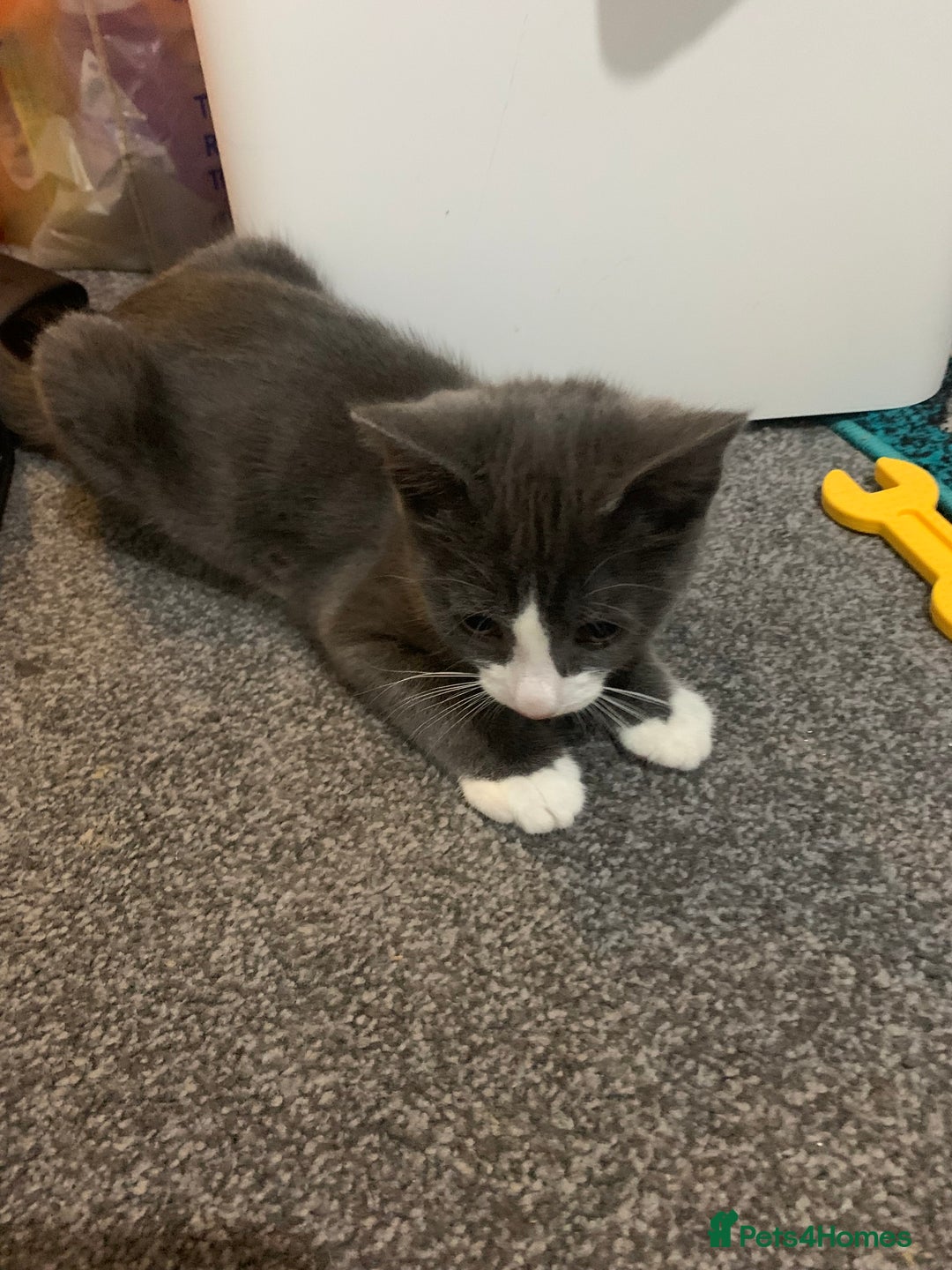Mixed Breed cats for sale: Beautiful 10week old Kitten - Advert 1