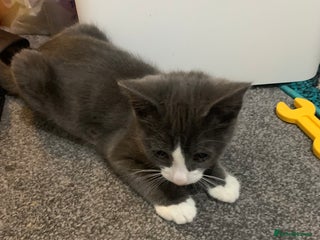 Mixed Breed cats Beautiful 10week old Kitten - Advert 2