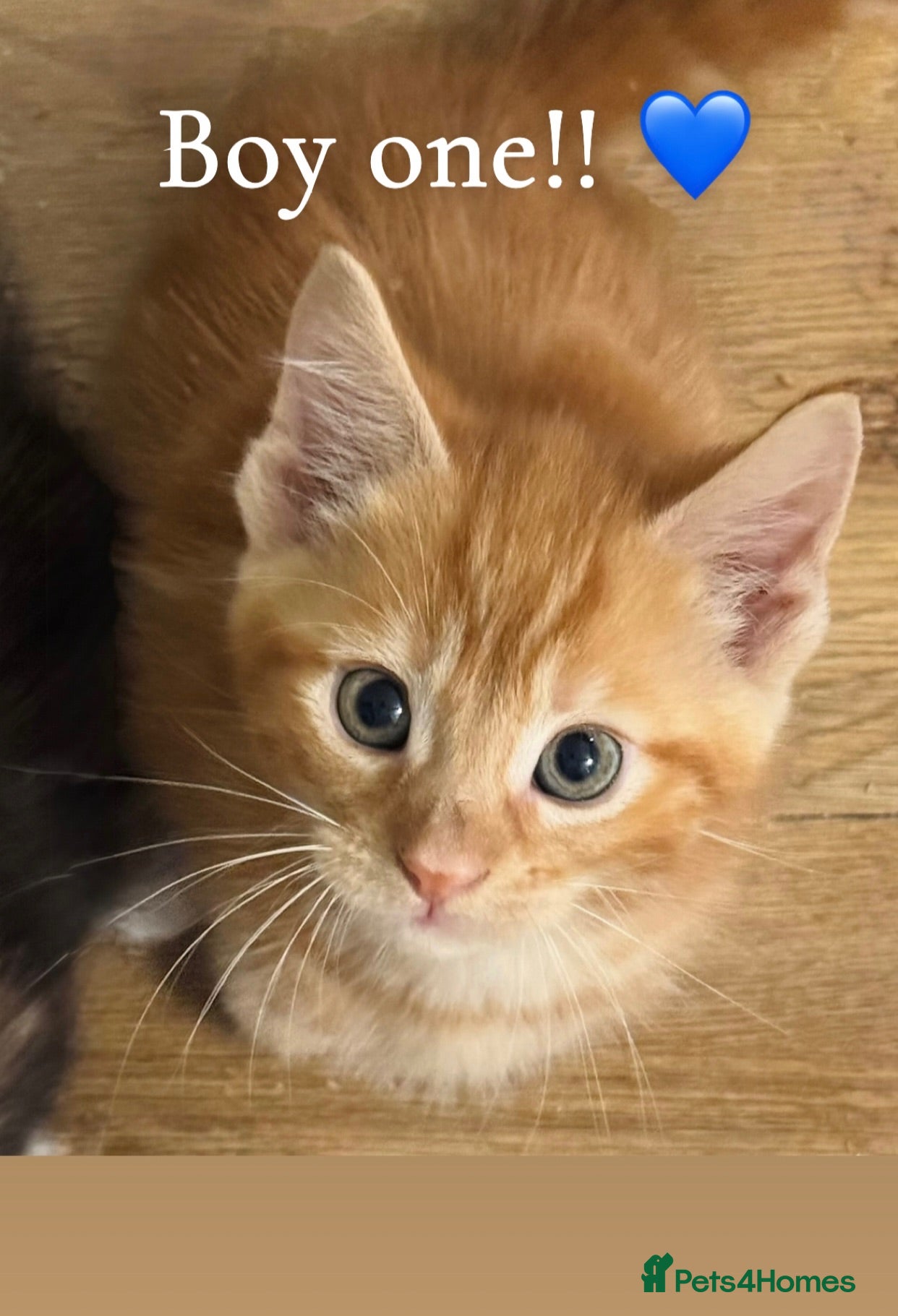 Maine Coon cats Gorgeous multi coloured HALF!  maine coon babies  - Advert 4