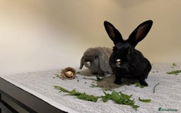 Mixed Breed rabbits for sale: Beautiful Daisy for re-homing - Image 2