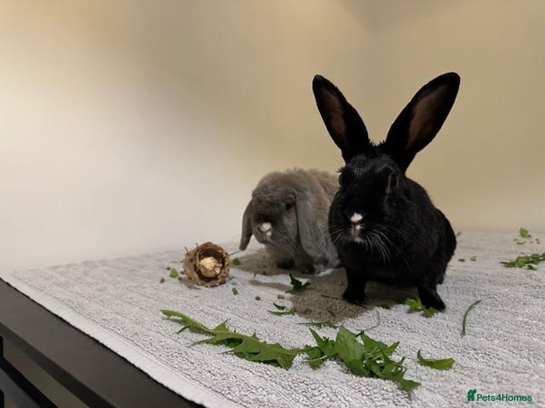 Mixed Breed rabbits for sale: Beautiful Daisy for re-homing - Image 2