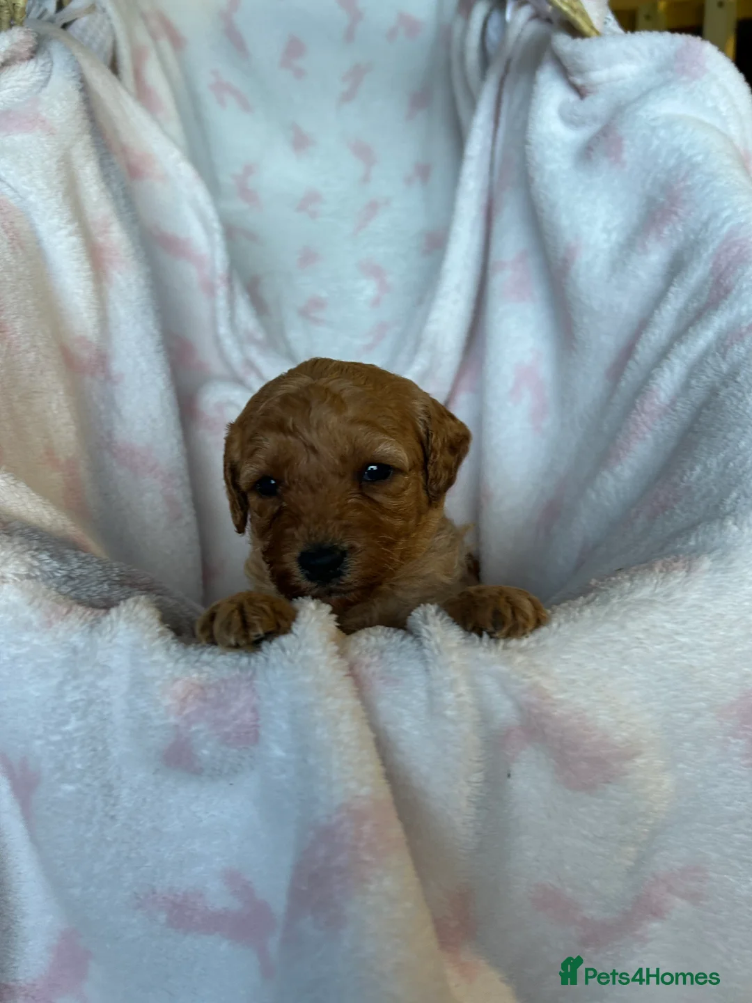 Cavapoo dogs for sale: Adventures of a curly cavapoo no further  - Advert 19