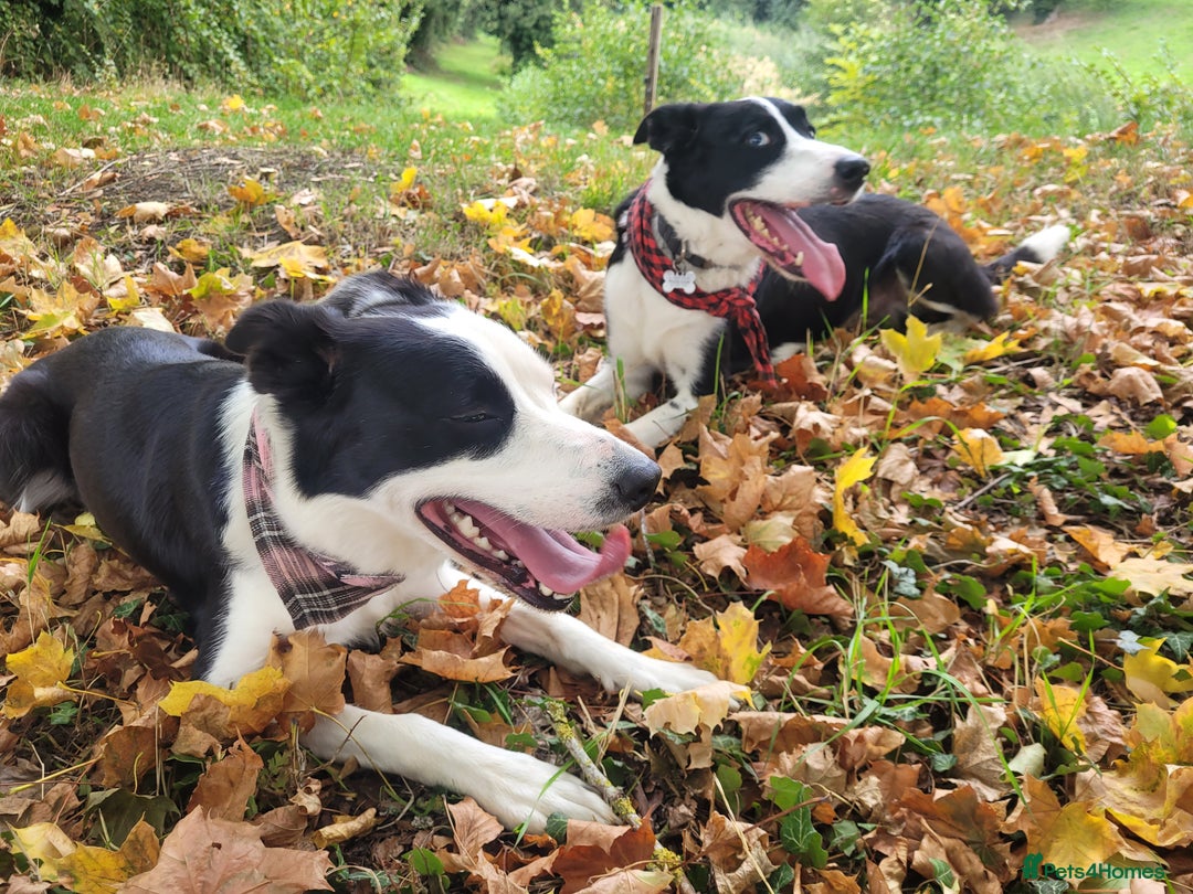 Border Collie dogs for sale: 5 Week old Boarder Collie Puppies - Advert 2