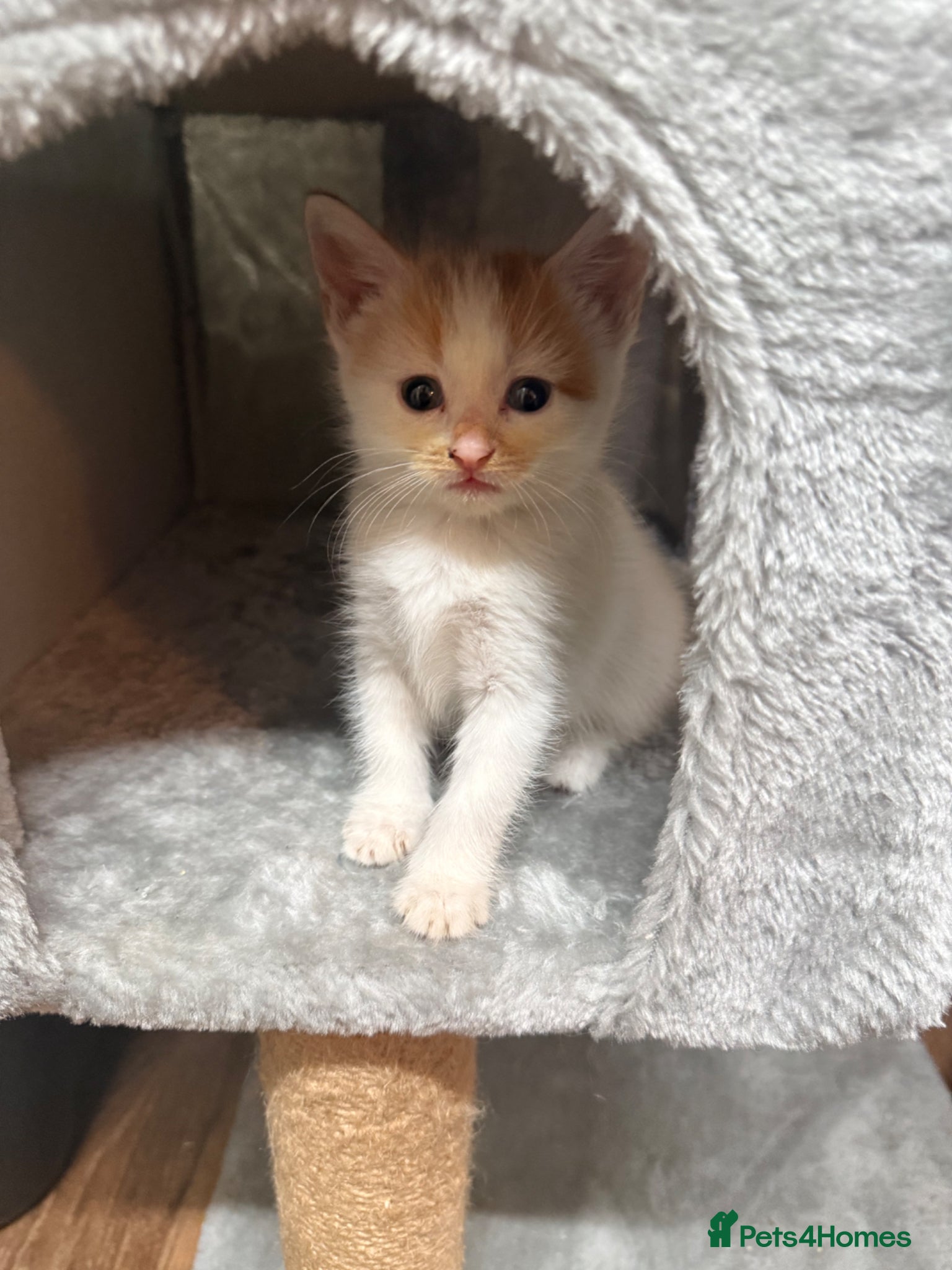 Mixed Breed cats 4 Gorgeous Kittens - Advert 1