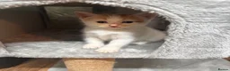 Mixed Breed cats for sale: 4 Gorgeous Kittens - Advert 1