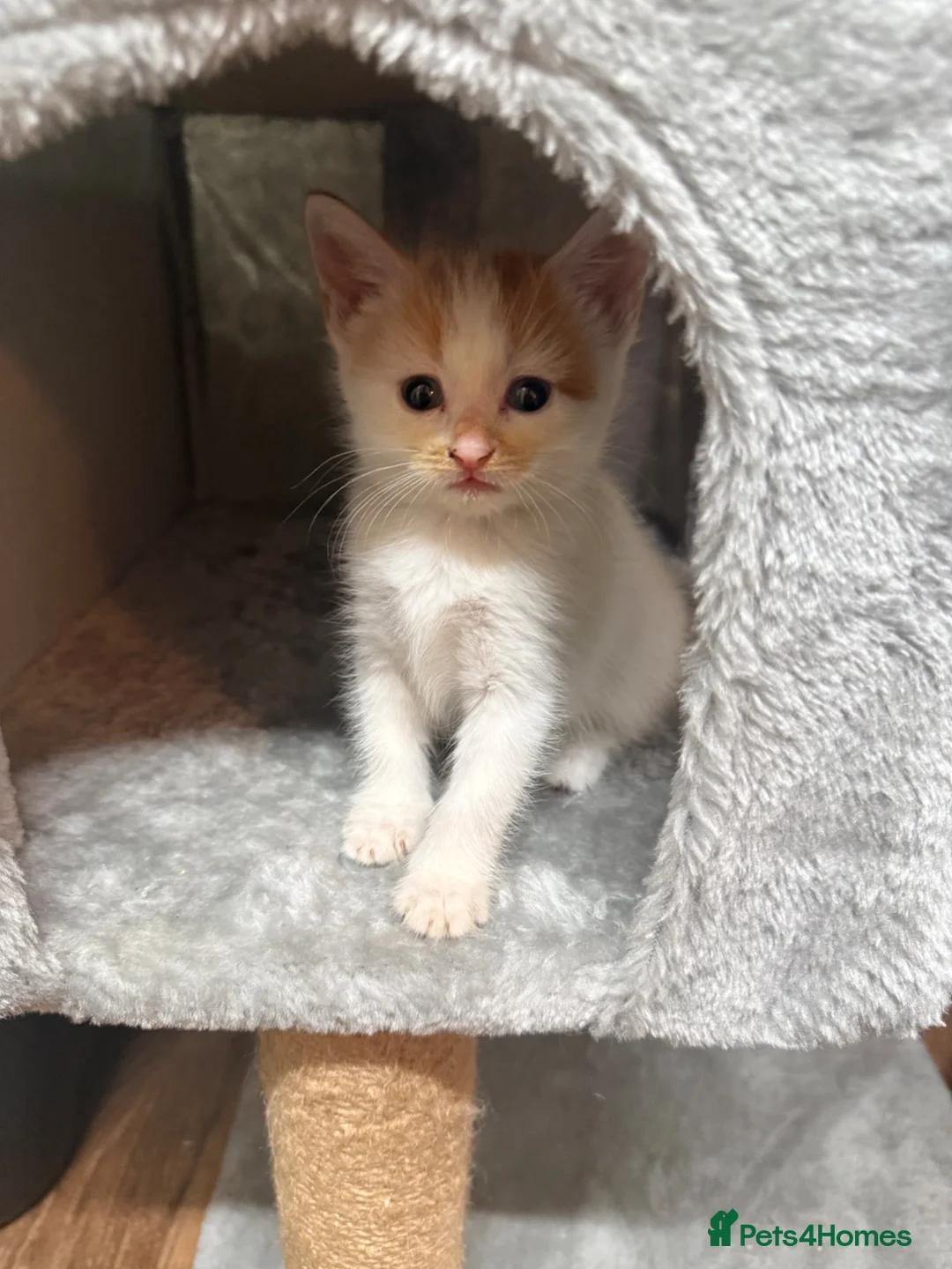 Mixed Breed cats for sale: 4 Gorgeous Kittens - Advert 1