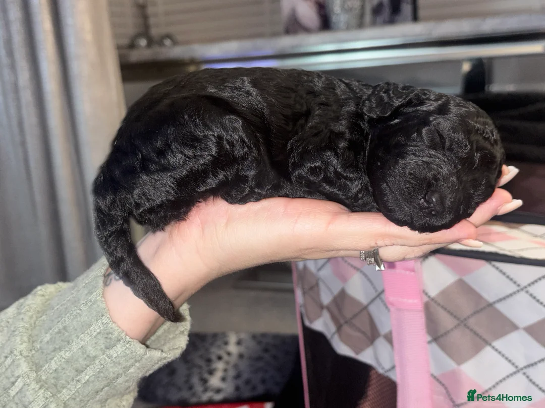 Cockapoo dogs for sale: F2 cockapoo puppies - Advert 2