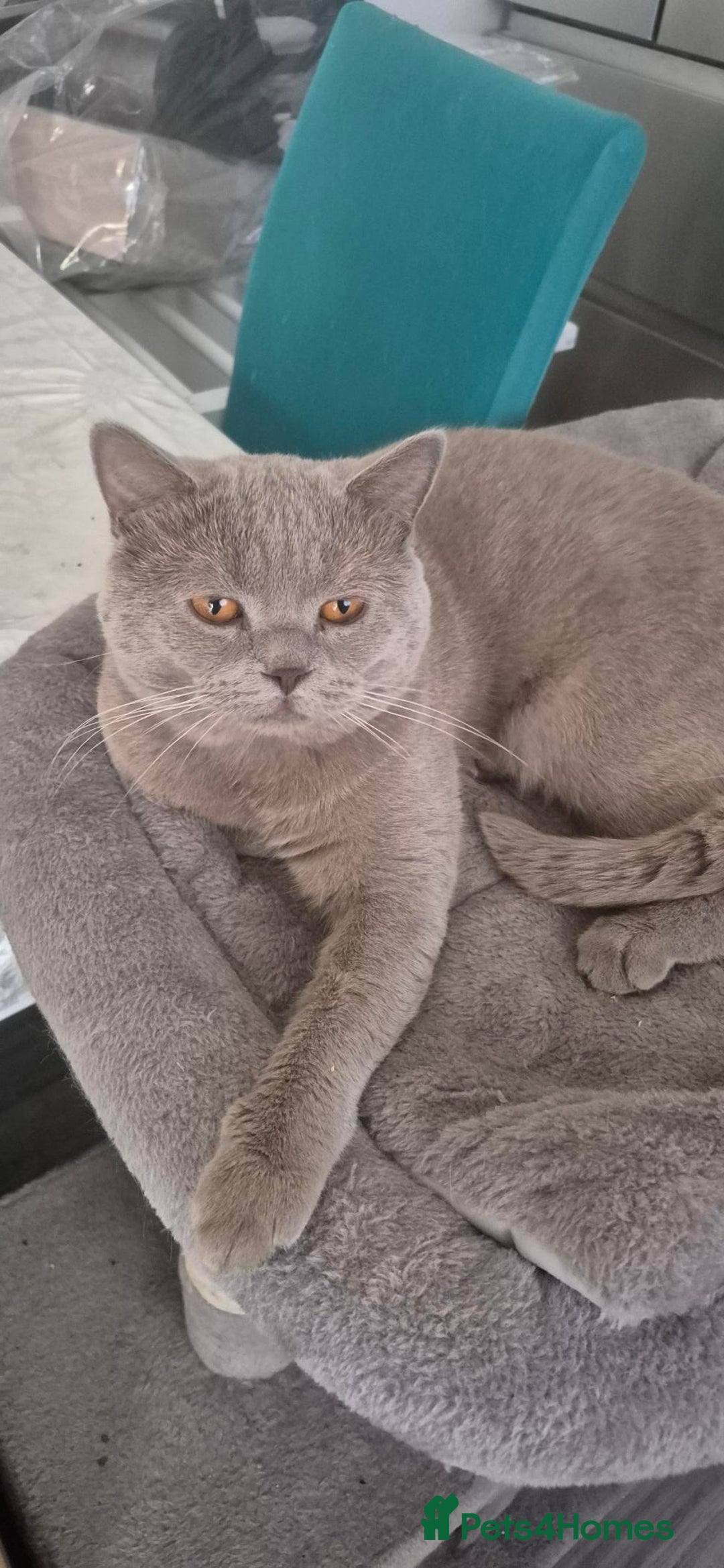 Scottish Fold cats for sale: Scottish fold short hair  Kittens  - Image 6