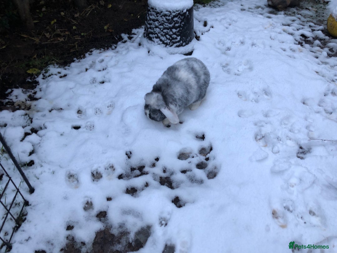 Mini Lop rabbits for sale: Mini lop for new home hutch and equipment included - Image 11