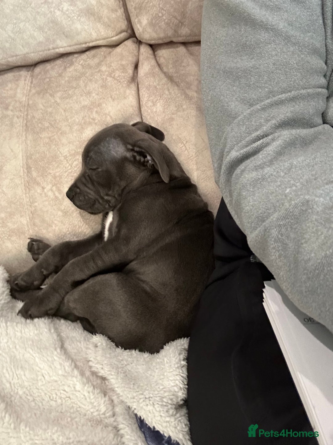 Staffordshire Bull Terrier dogs for sale: 💙 Beautiful Blue Staffy Bull Terrier Puppy💙 - Image 4