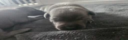 Staffordshire Bull Terrier dogs for sale: Staffordshire Bull Terrier Puppies 🐾 - Advert 12