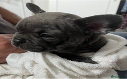 French Bulldog dogs for sale: Fabulous Frenchies ❤️ - Image 8
