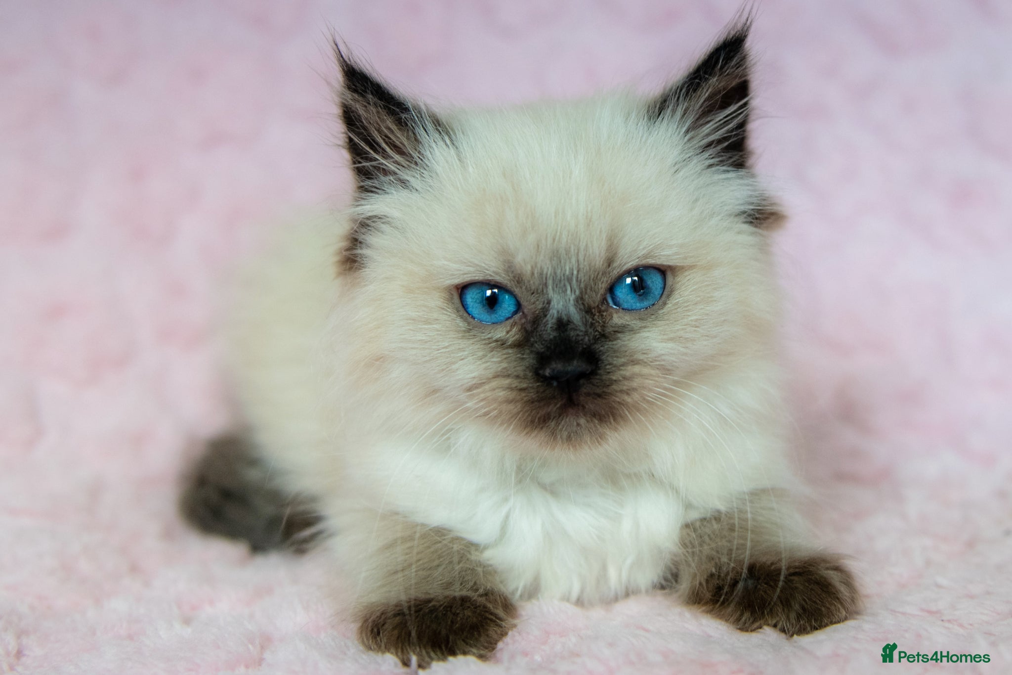 Ragdoll cats Stunning Ragdolls Ready Now. - Advert 1