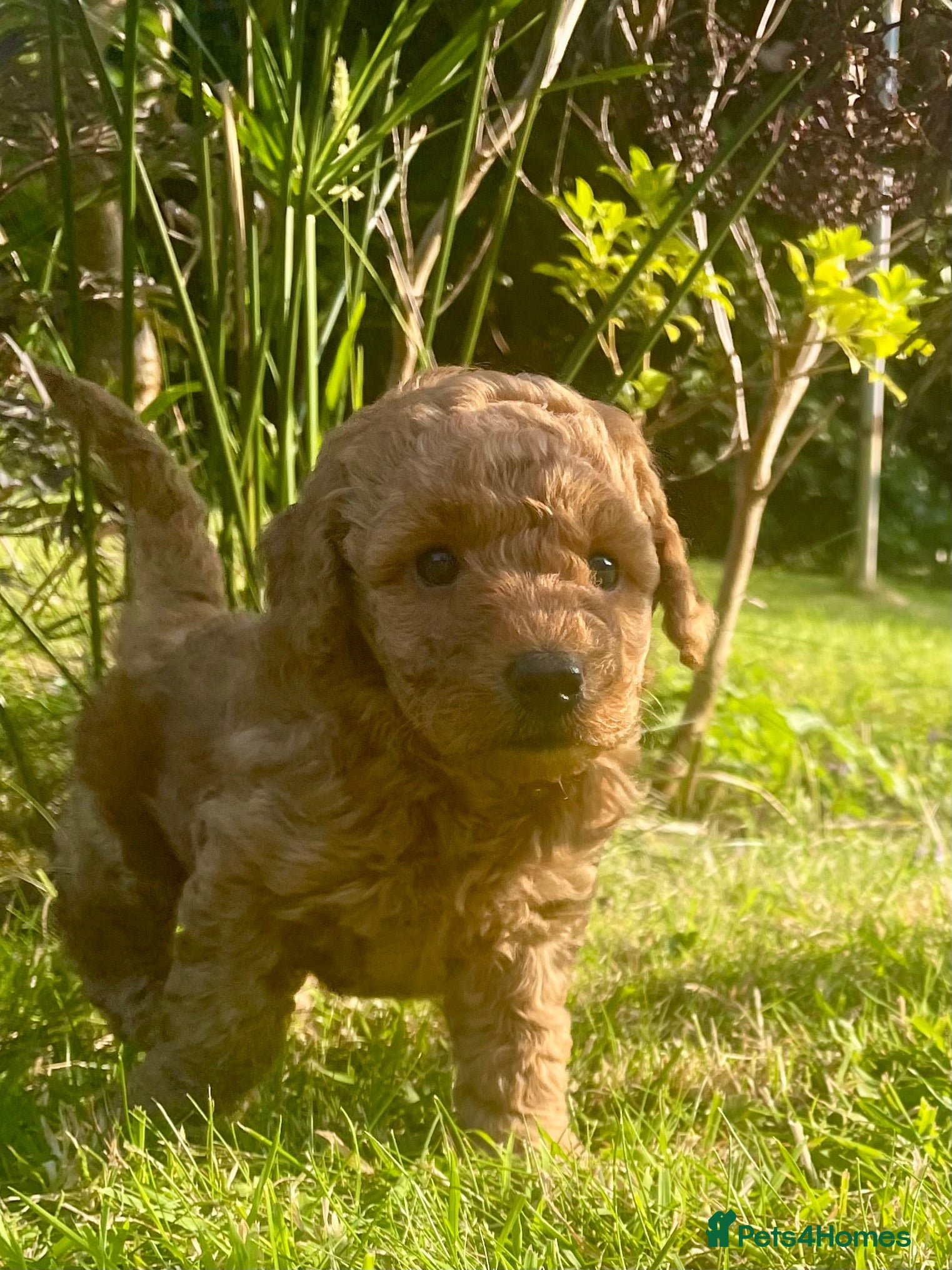 Miniature Poodle dogs KC Registered & Health checked Min. Poodle Puppies - Advert 1