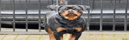 Rottweiler dogs for sale: KC Srb Rottweilers 19 champion winning bloodlines - Advert 9