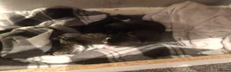 Bombay cats for sale: Bombay Cross! - Advert 5