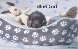 Miniature Dachshund dogs for sale: Stunning Miniature Dachshund Puppies - Image 9
