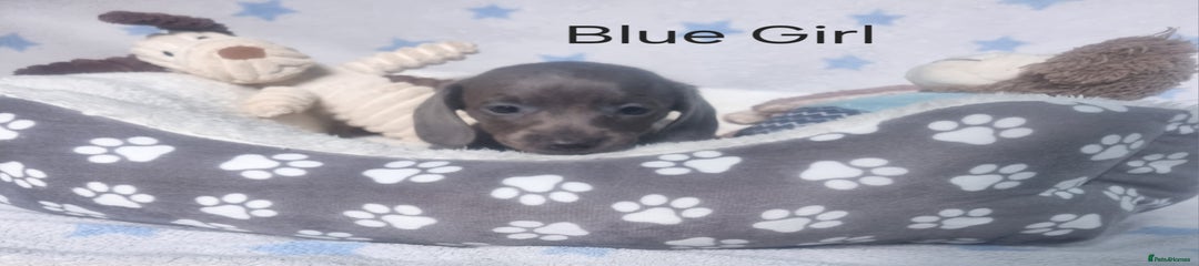 Blue Girl