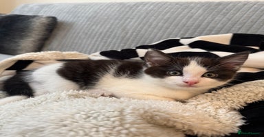Mixed Breed cats - Advert 2