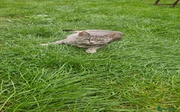 European cats for sale: Kitten  - Image 13