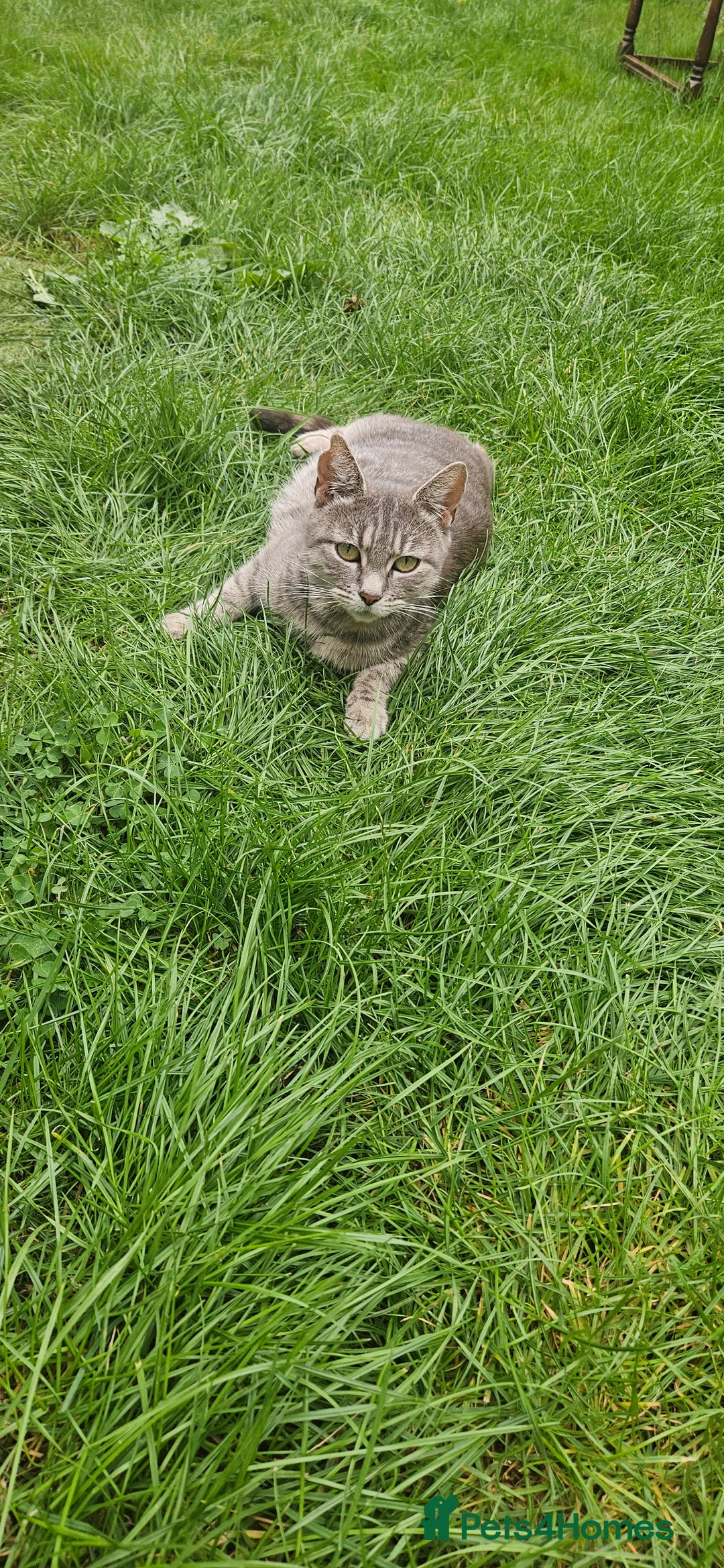 European cats for sale: Kitten  - Image 13