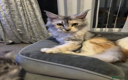Maine Coon cats for sale: Beautiful female Maine coon ready 15/12/2025 - Image 6