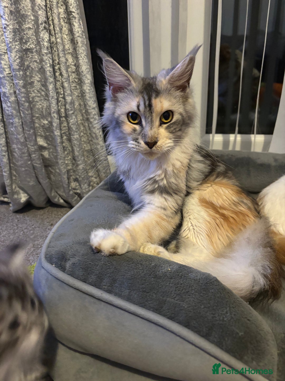 Maine Coon cats for sale: Beautiful female Maine coon ready 15/12/2025 - Image 6