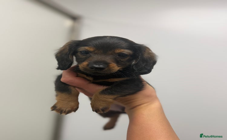 Miniature Dachshund dogs miniature dachshund puppies  - Advert 9