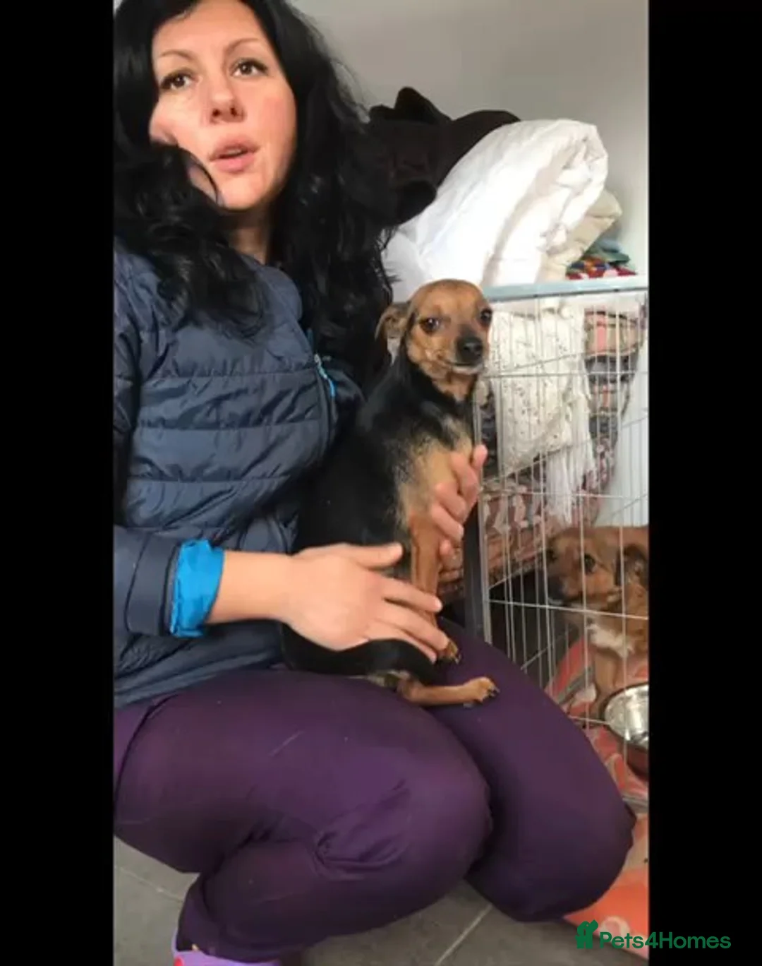 Mixed Breed dogs for adoption: Canela, 5-6 yrs old. Available for adoption. - Advert 4