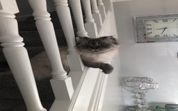 Persian cats for sale: Colourpoint Persian - Image 1